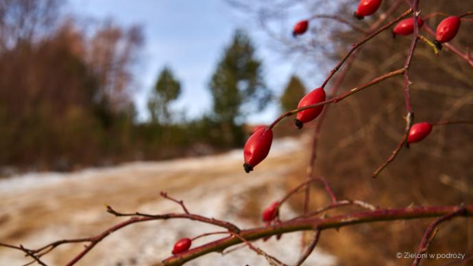 Wyruszamy na poszukiwania zimy w Beskidzie Niskim