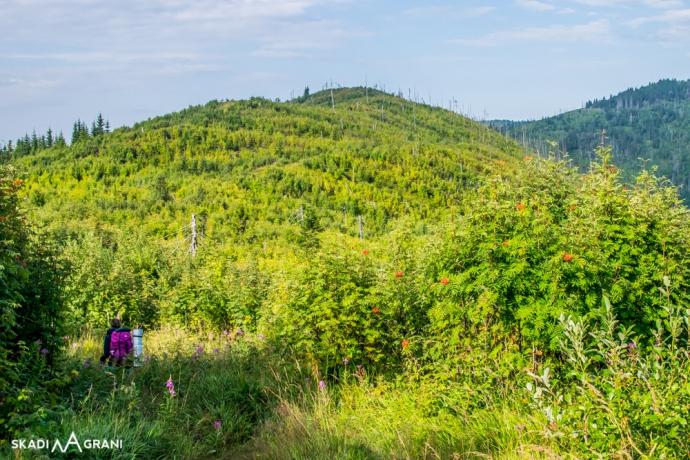 Wędrówka przez wysokie, mokre trawy.