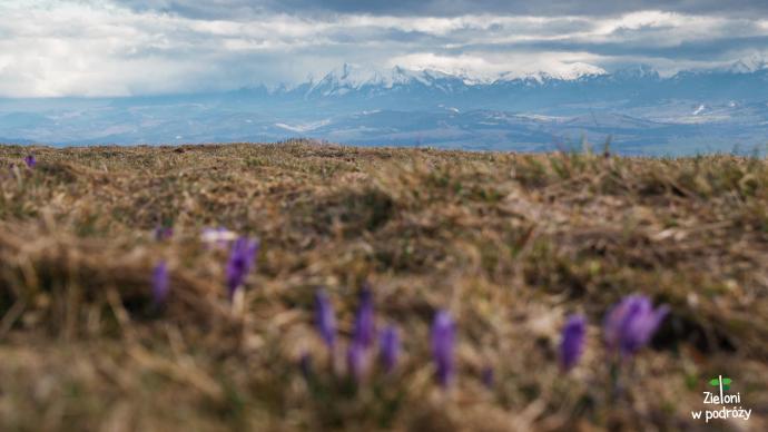 Hala-Dluga-pod-szczytem-Turbacza