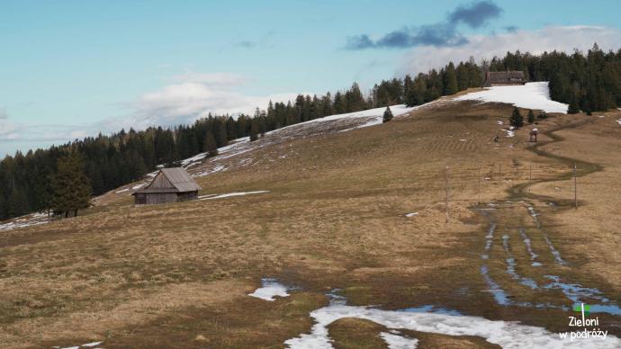 Na-Hali-Dlugiej-prowadzony-jest-kulturowy-wypas-owiec