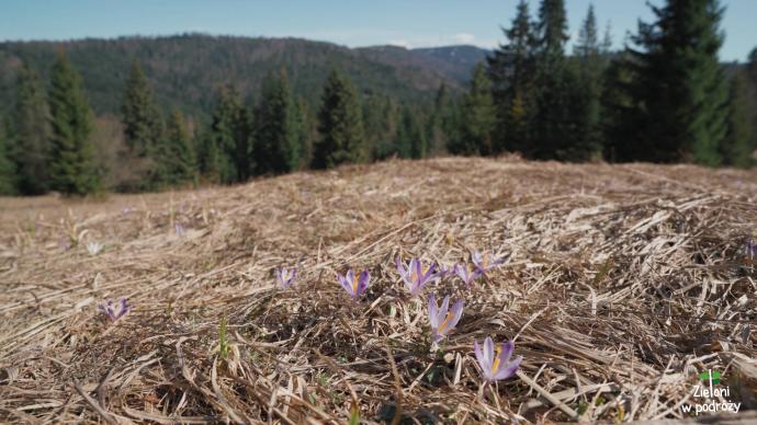 Polana-Roznowa-i-pierwsze-wiosenne-krokusy