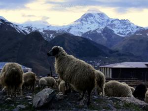 Owieczki na tle Kazbeku.