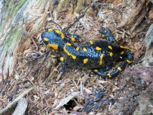 salamandra w pobliżu Sinych Wirów