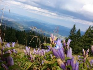 W drodze na szczyt Pilska