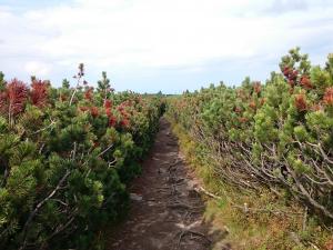 Szlak w kosodrzewinach