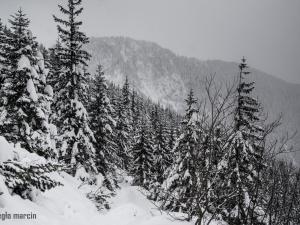 Droga na Halę Gąsienicową przez dolinę Jaworzynki