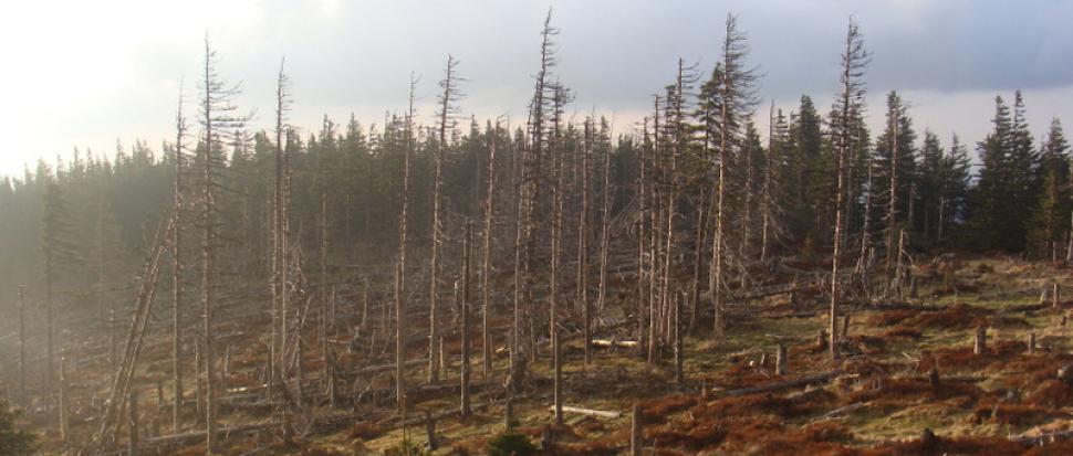 Okolice Chatki Słoneczna pod Skalnym Stołem - kwiecień 2014 r.